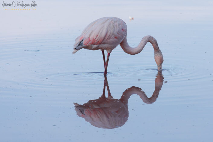 Flamenco común. Una de las especies migratorias que se encuentran en la albufera